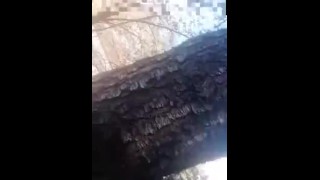 perra cross es follada por un desgerado en chile