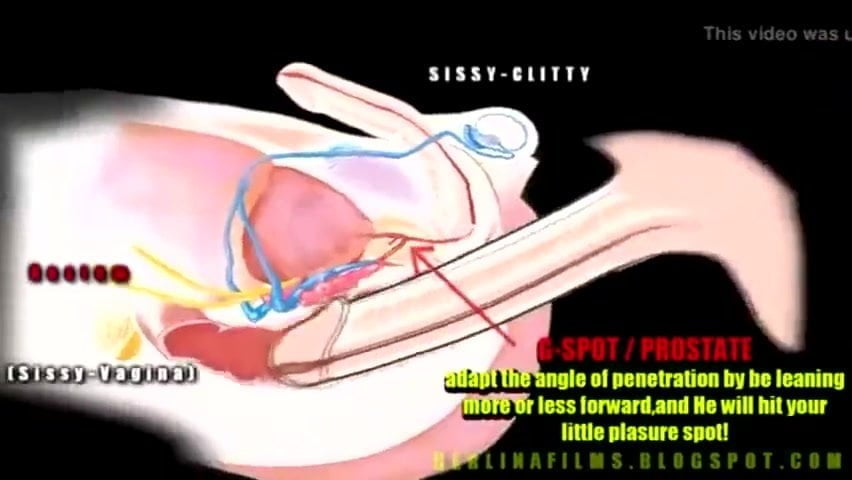 Shemale Anatomy